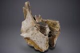 Woolly Mammoth Partial Skull w/ M & M Molars - North Sea #357060-1